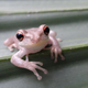 An invasive Cuban treefrog in New Orleans.